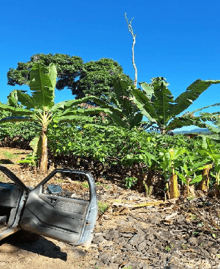Imóvel rural com 1,96,62 ha, Wenceslau Guimarães/BA