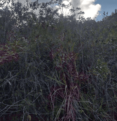 259c8c942353785ab7eed111a7ea830f.png